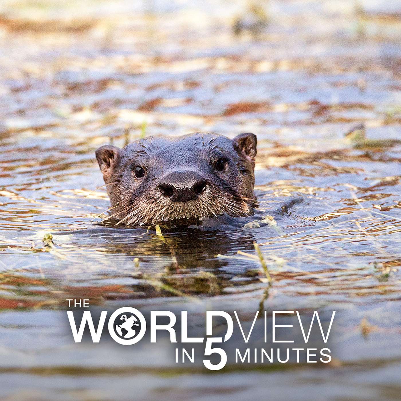 The World View in 5 Minutes - 11/12/2025