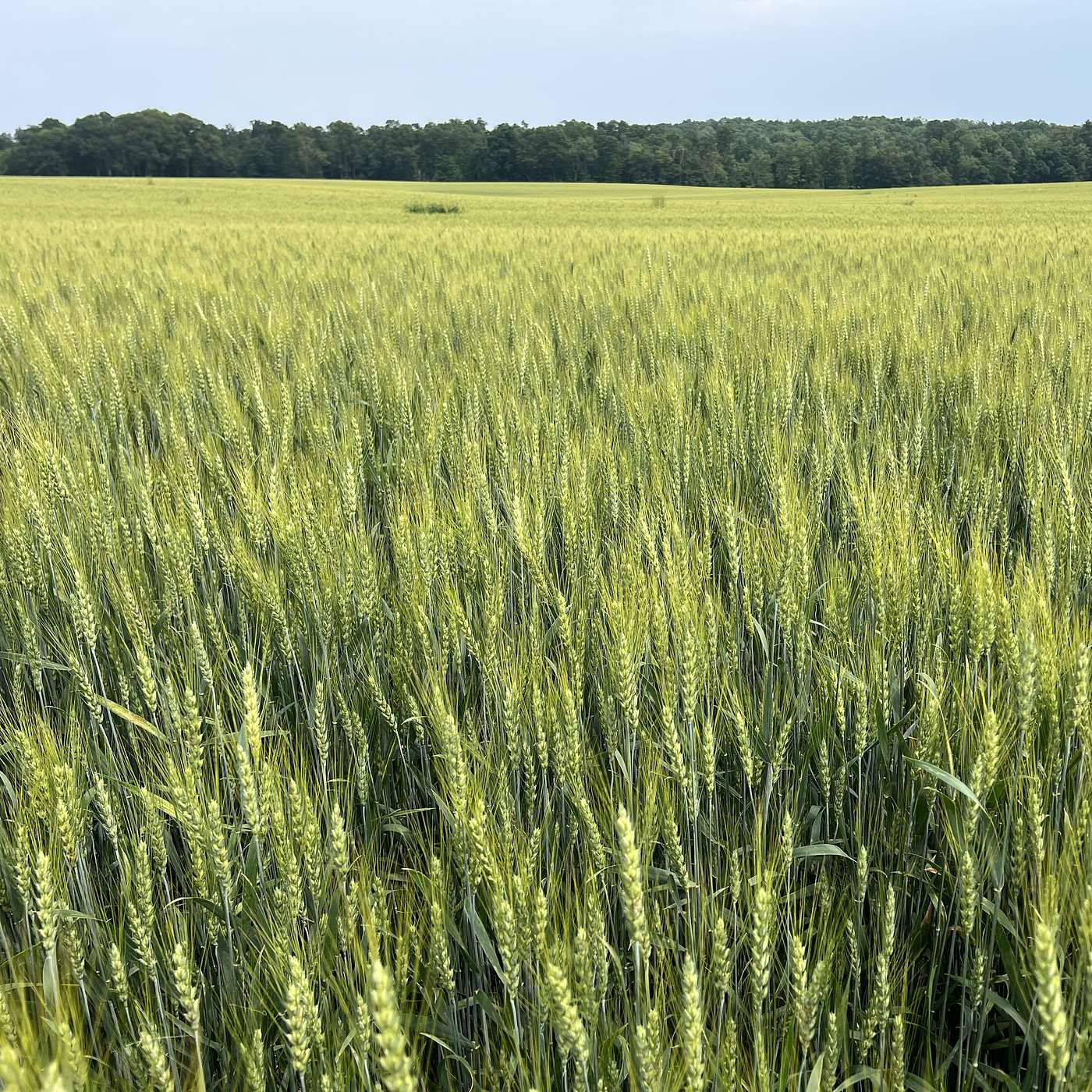 S3E29: Specialty Grain Spotlight: Hard Red Winter Wheat