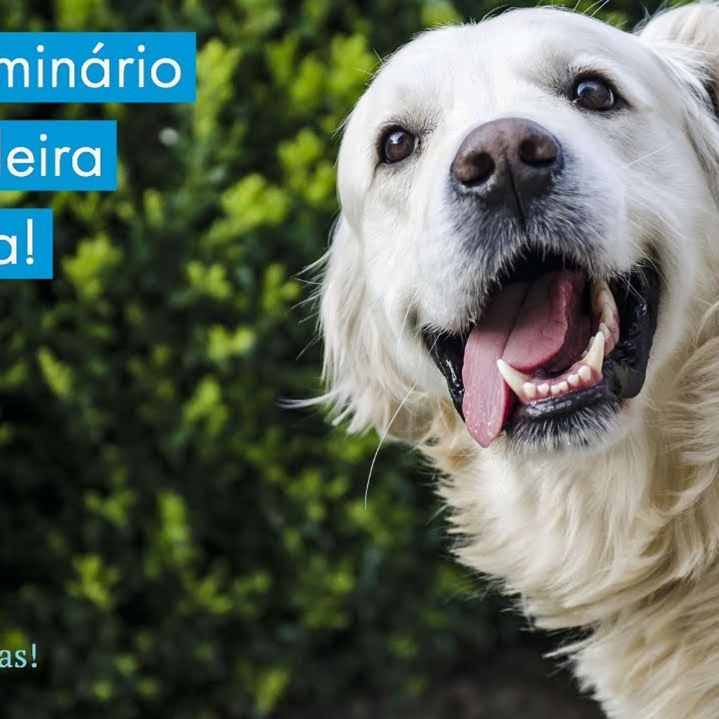Seminário sobre o uso de coleira eletrônica em cães domésticos! Inscrições abertas! episode artwork