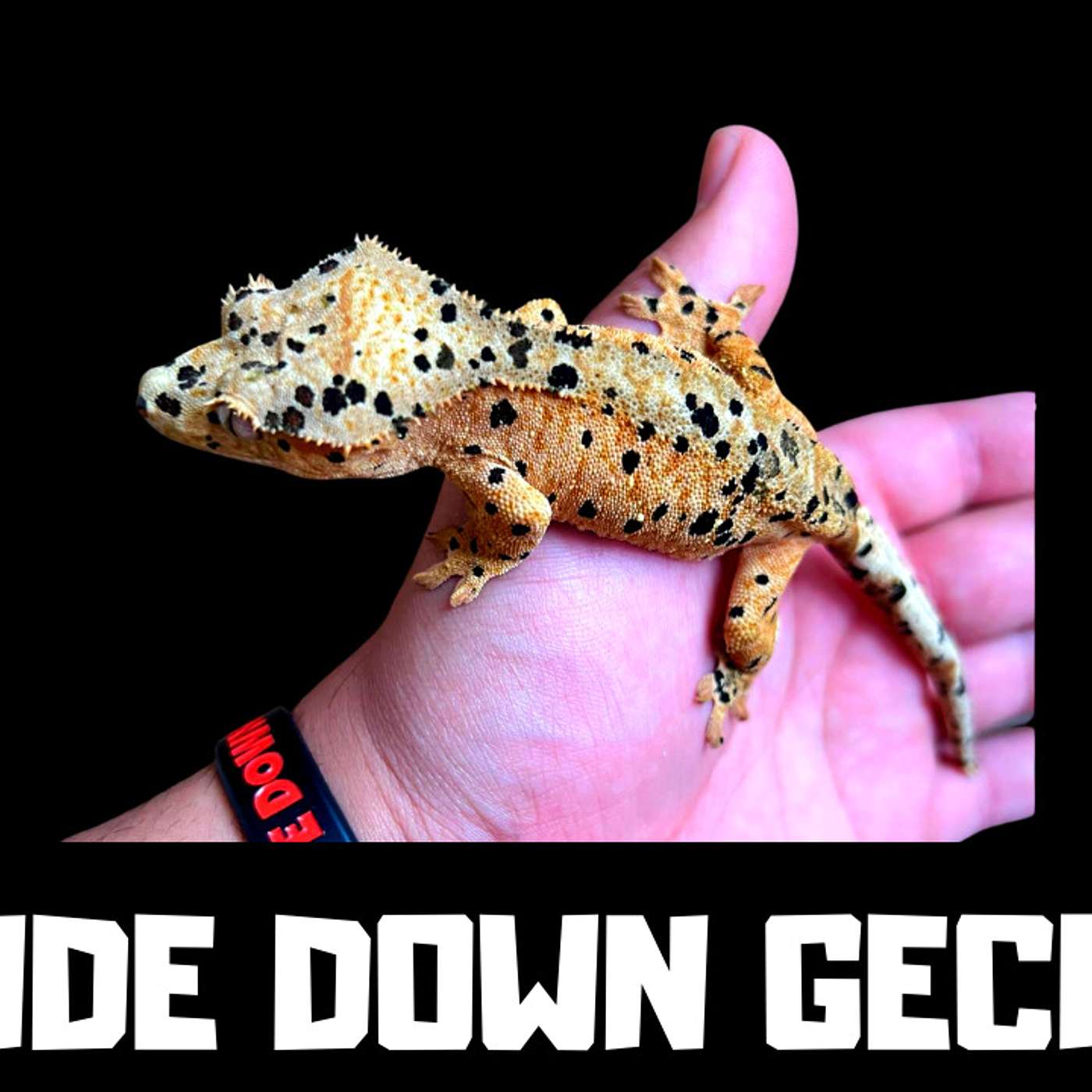 #131 UPSIDE DOWN GECKOS | CRESTED GECKO BREEDER | REPTILES | TRAP TALK WITH MJ PODCAST