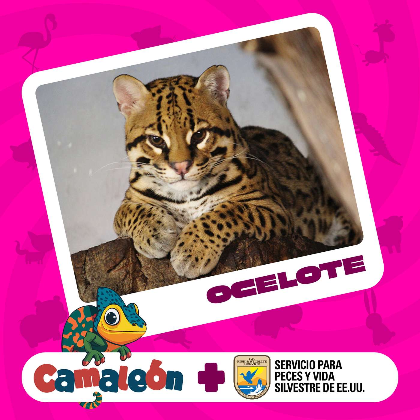 Ocelote: La Vida de un Cazador Sigiloso episode artwork