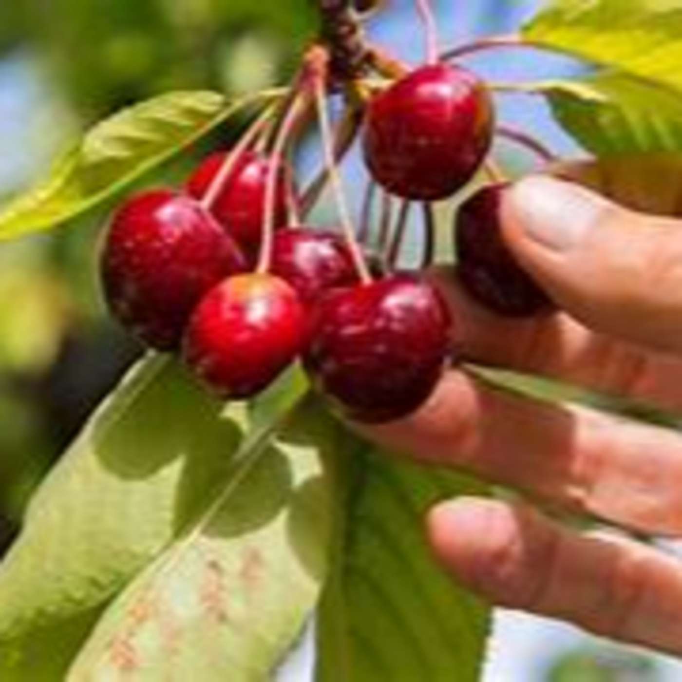 Picking Cherries
