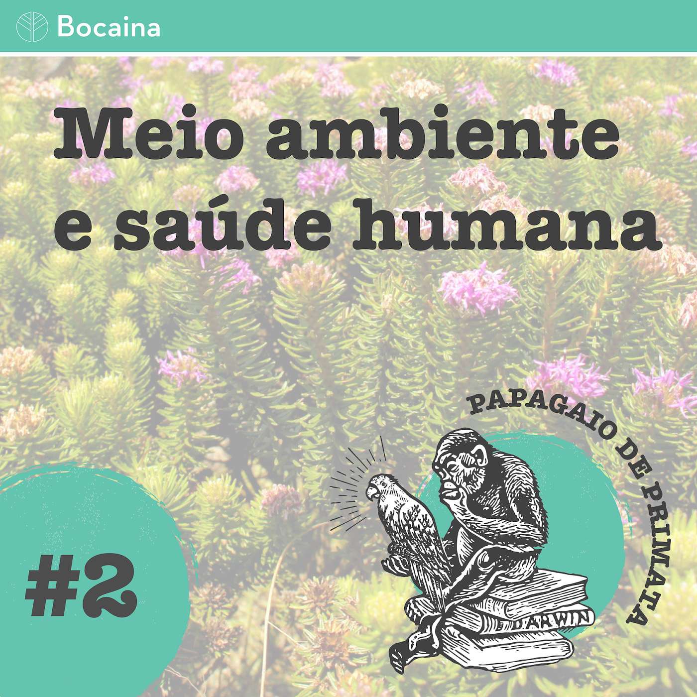 Papagaio de Primata