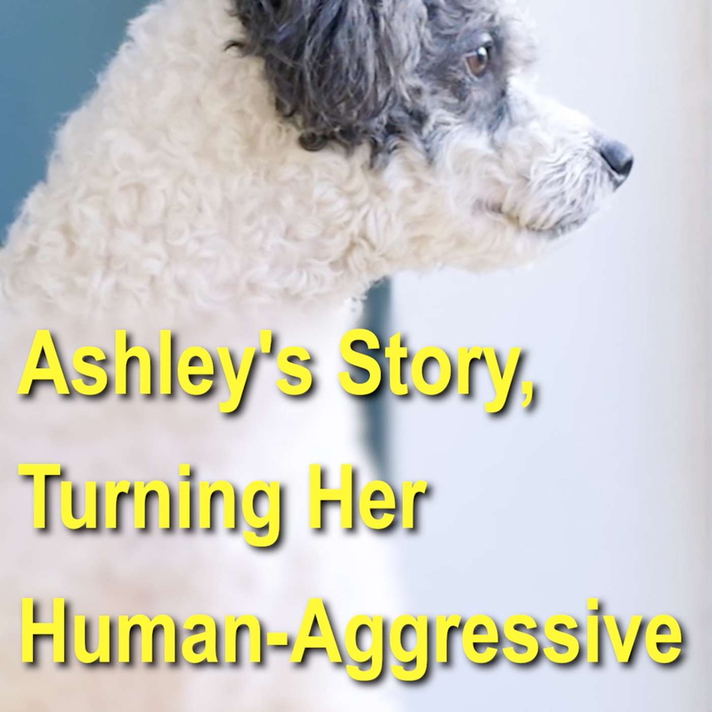 USA Dog Behavior Podcast