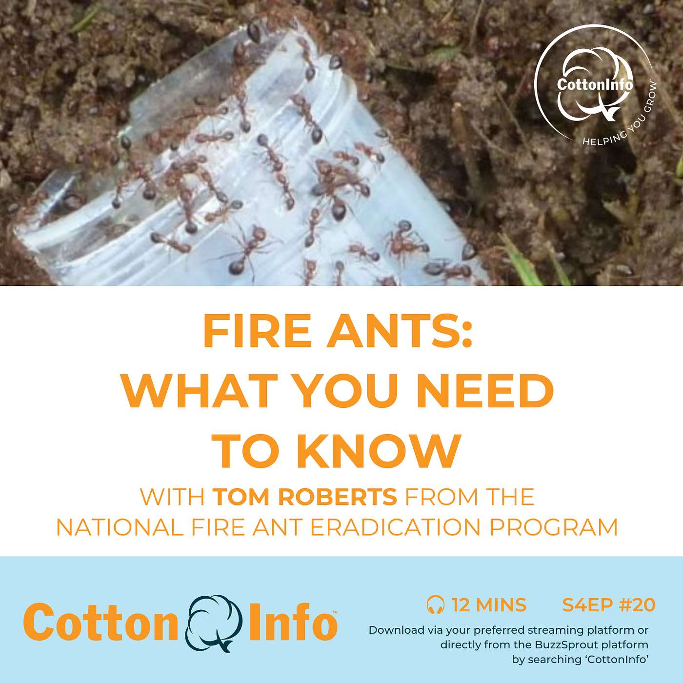 What you need to know about fire ants