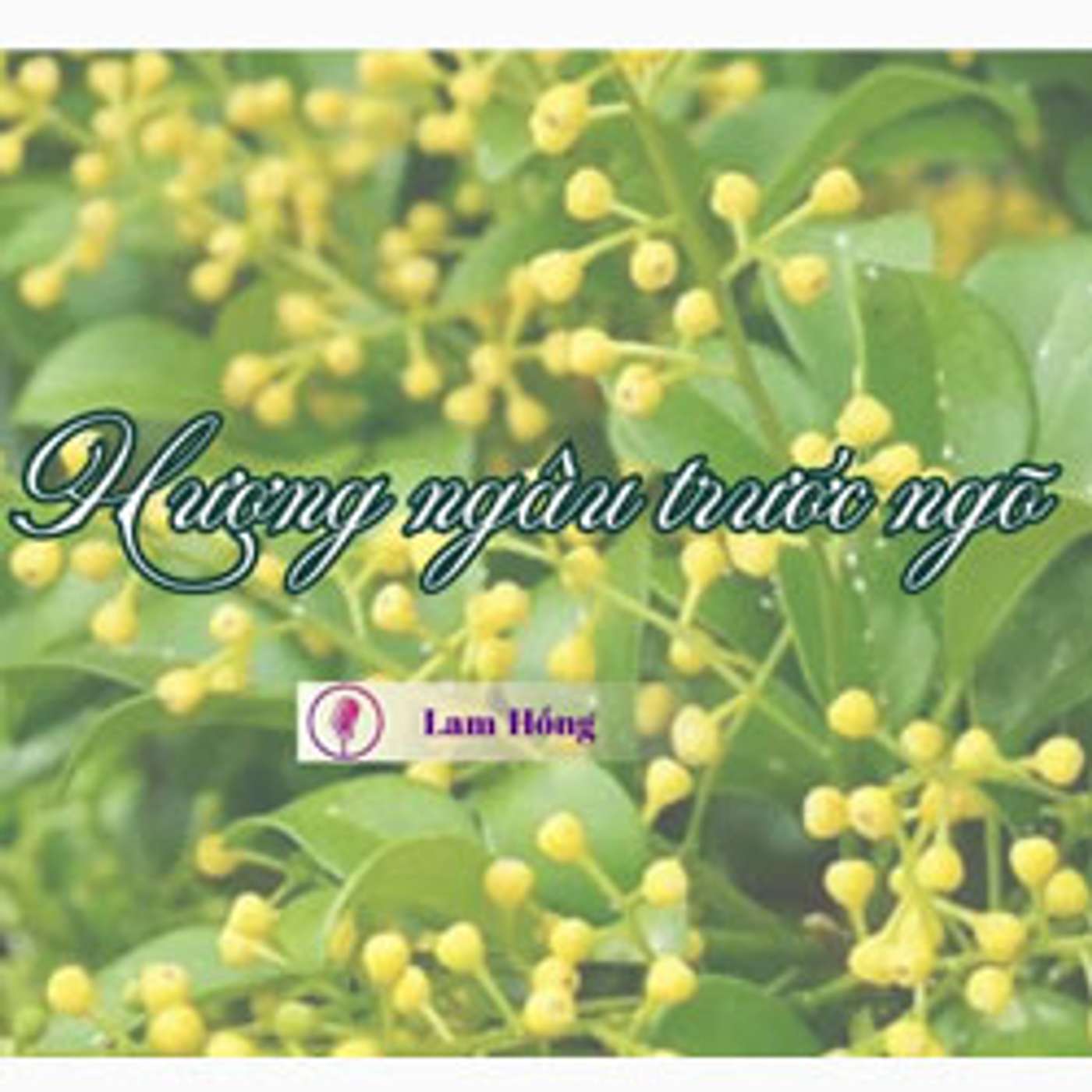 Hương ngâu trước ngõ