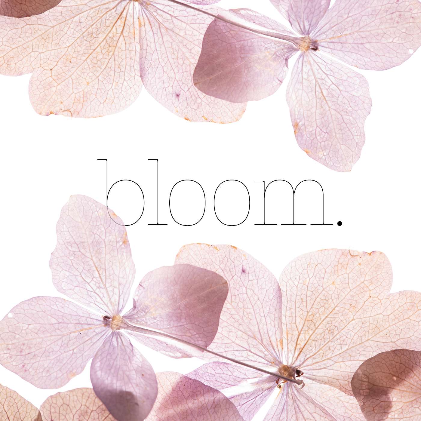 Peace in Bloom