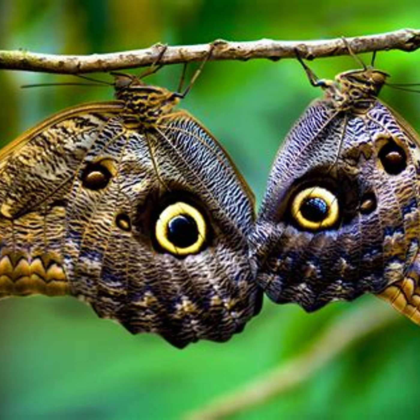 TREES & BUTTERFLIES episode artwork