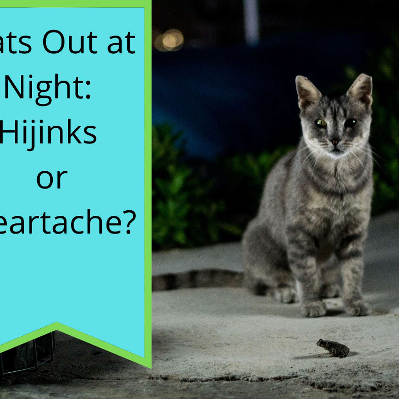 Cats on Night Patrol: Hijinks or Heartache?
