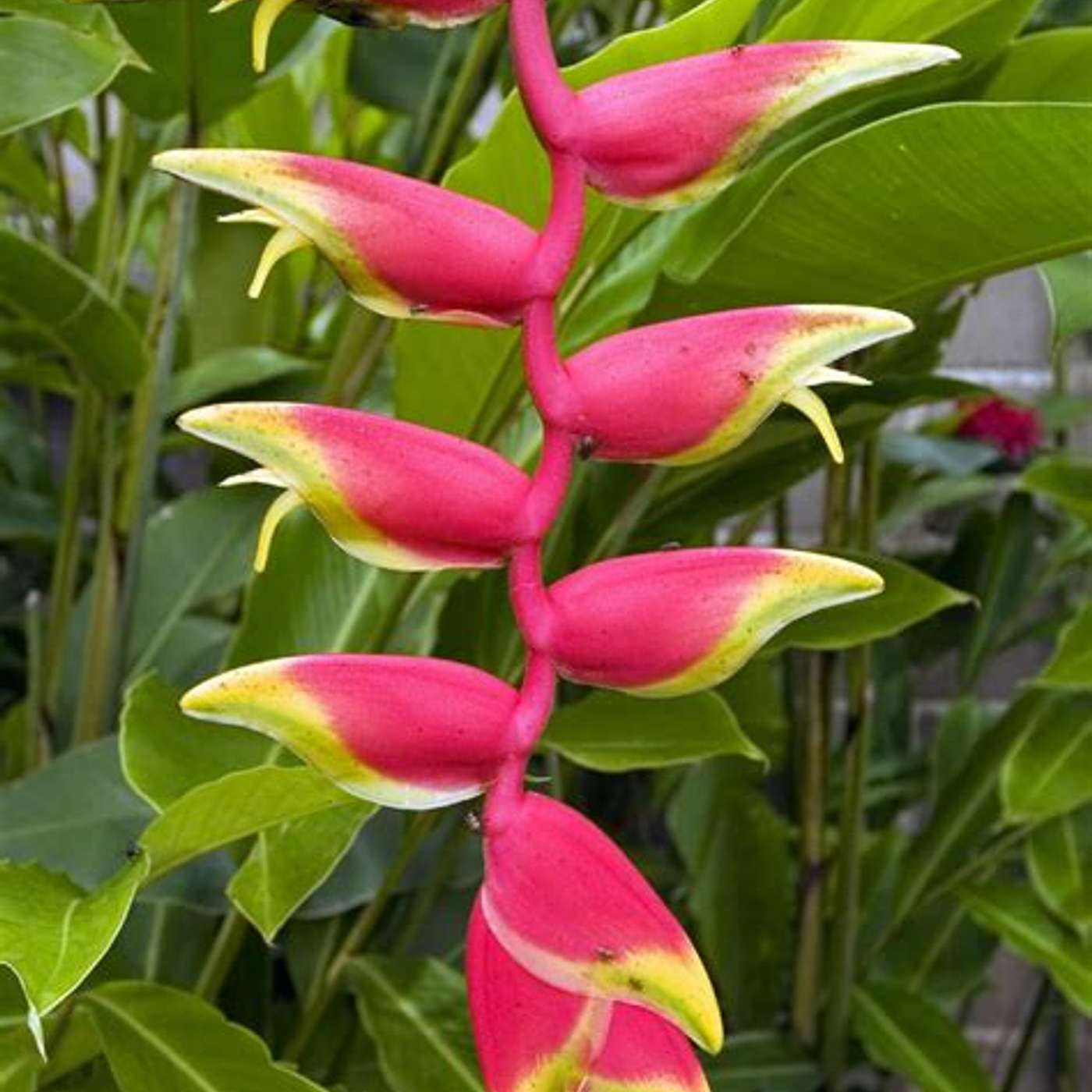 The tropics help clean our environment:  Some thoughts on outdoor planting! episode artwork
