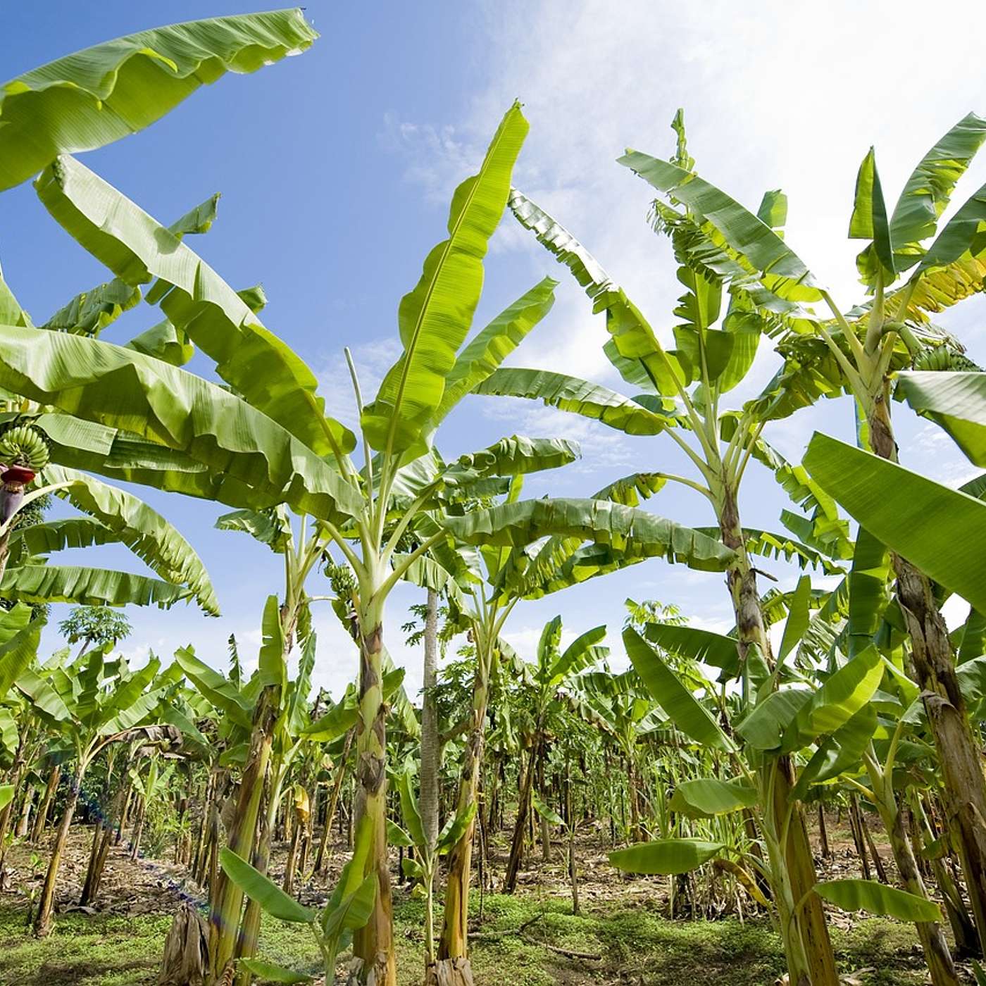 Santé, Science et Développement
