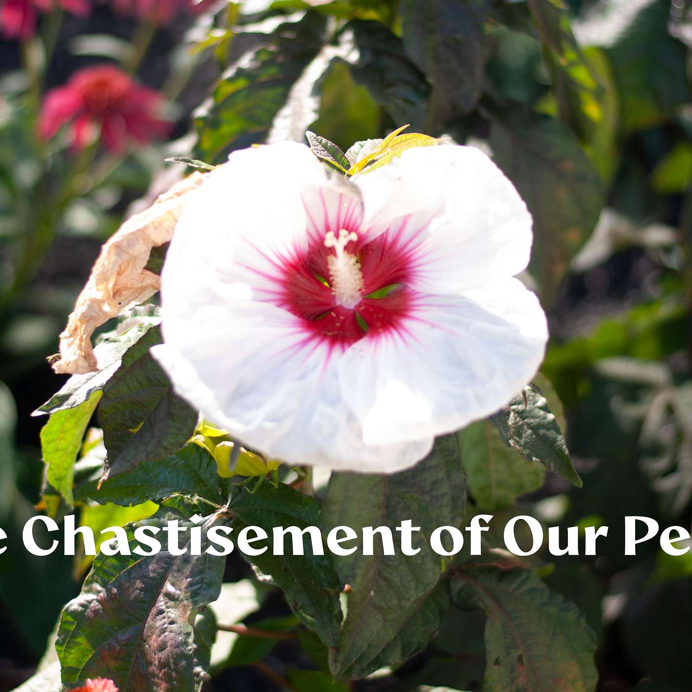 The Chastisement of Our Peace