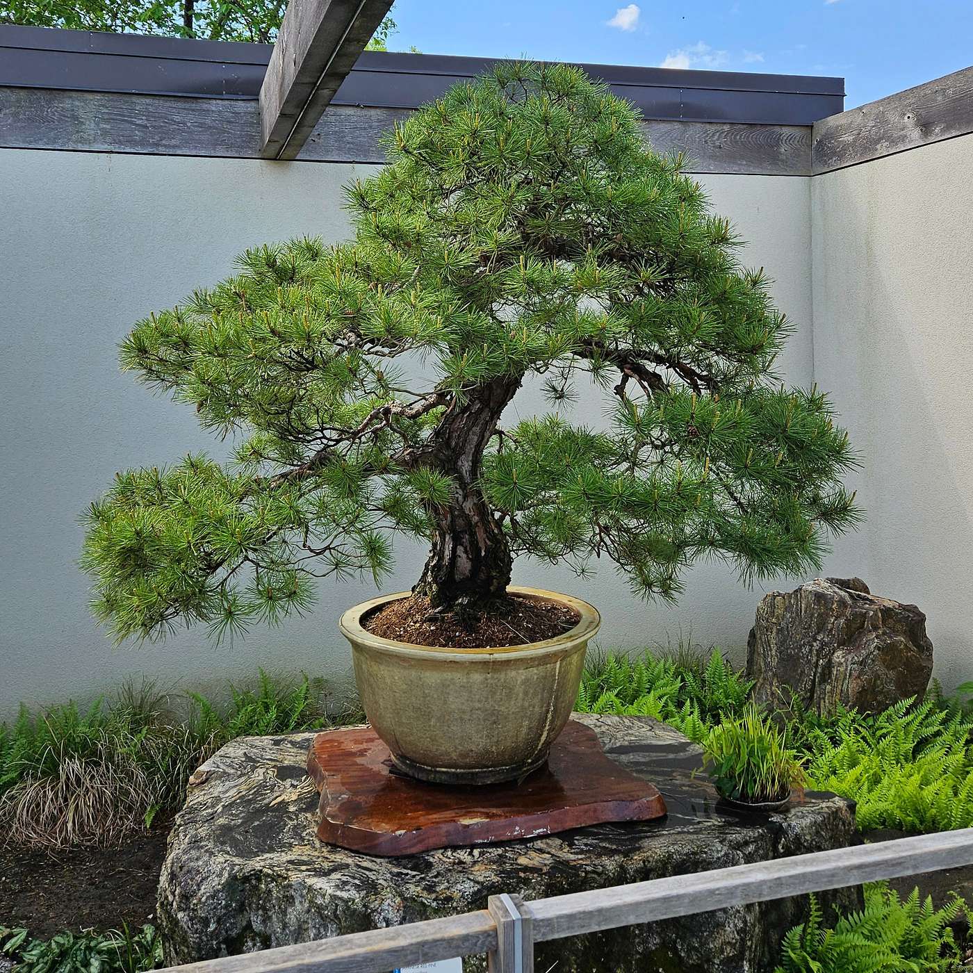 The Imperial Pine Bonsai