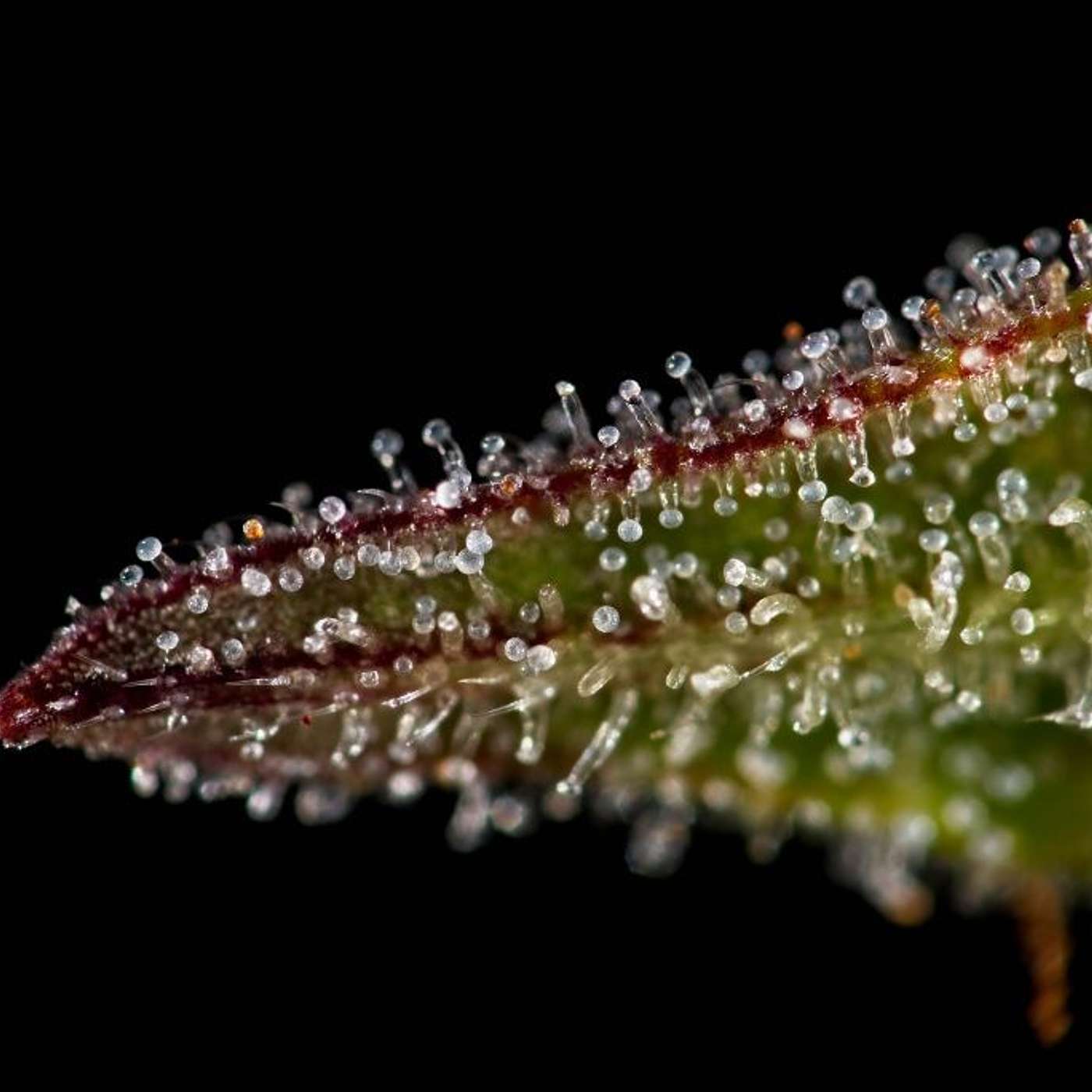 Episode #13: When to Harvest Cannabis – Timing Your Crop for Maximum Potency episode artwork