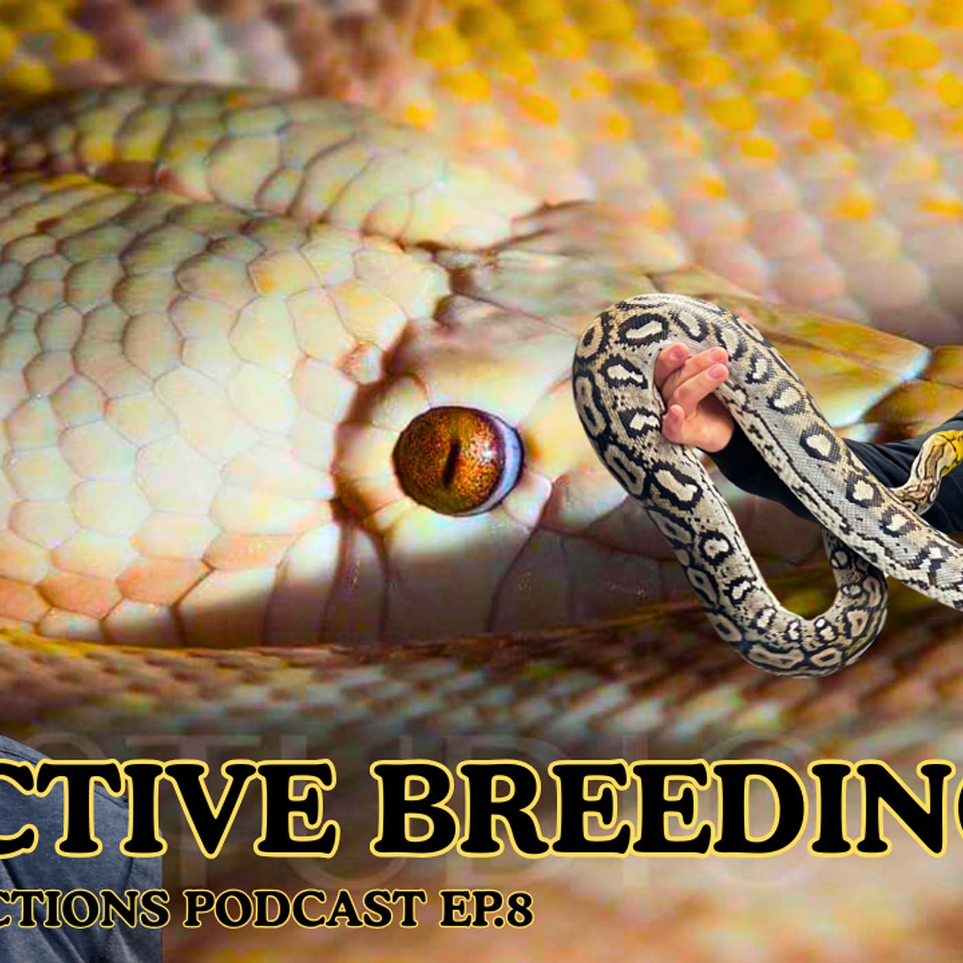Selective Breeding And The Importance Behind It | Retic Reflections Reptile Podcast (Live)