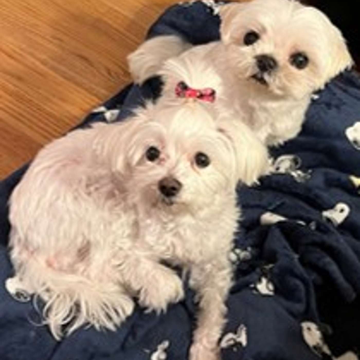 Leadership as taught by a DOG