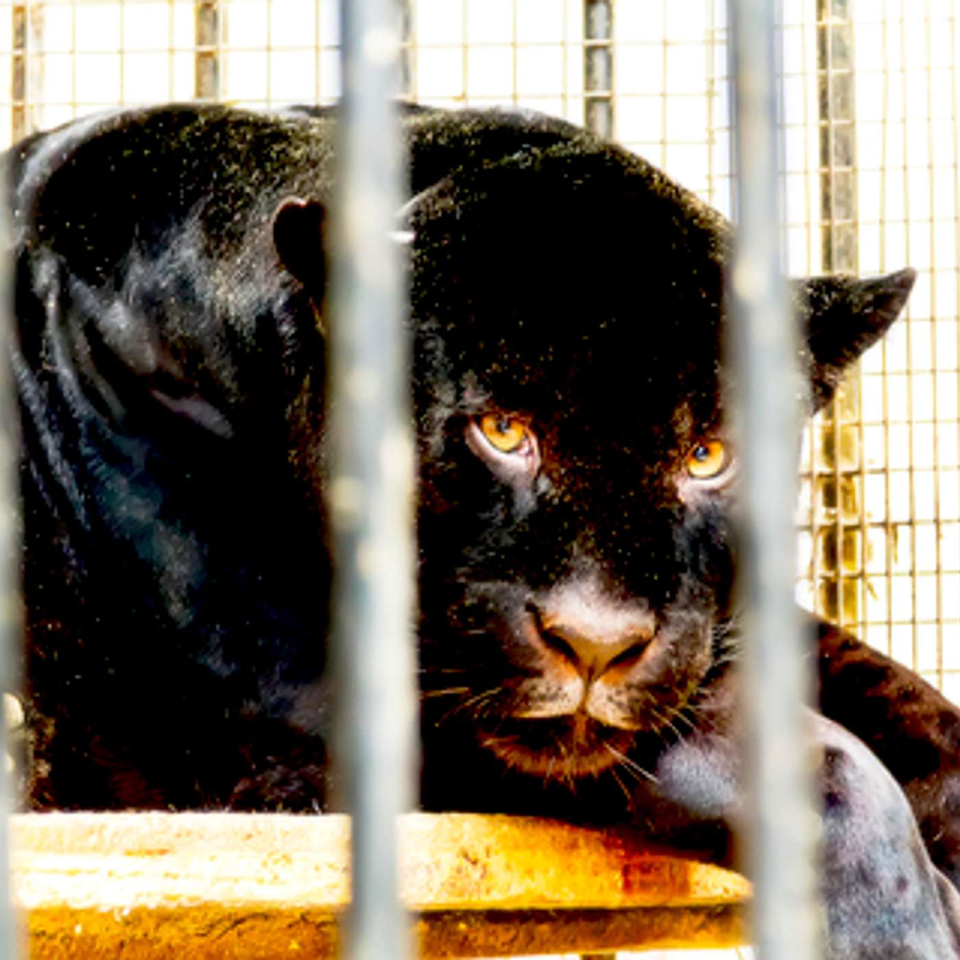 Episode 4 - The Fugitives