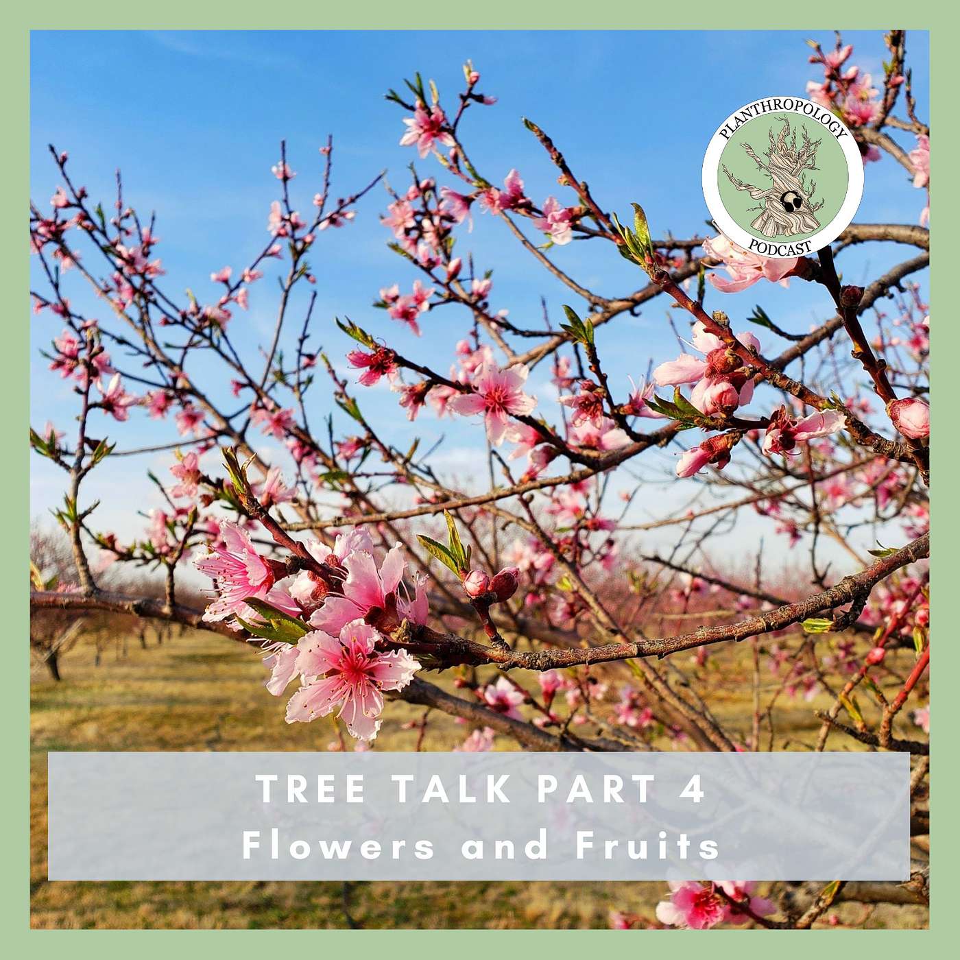 79. Tree Talk- Flowers and Fruits