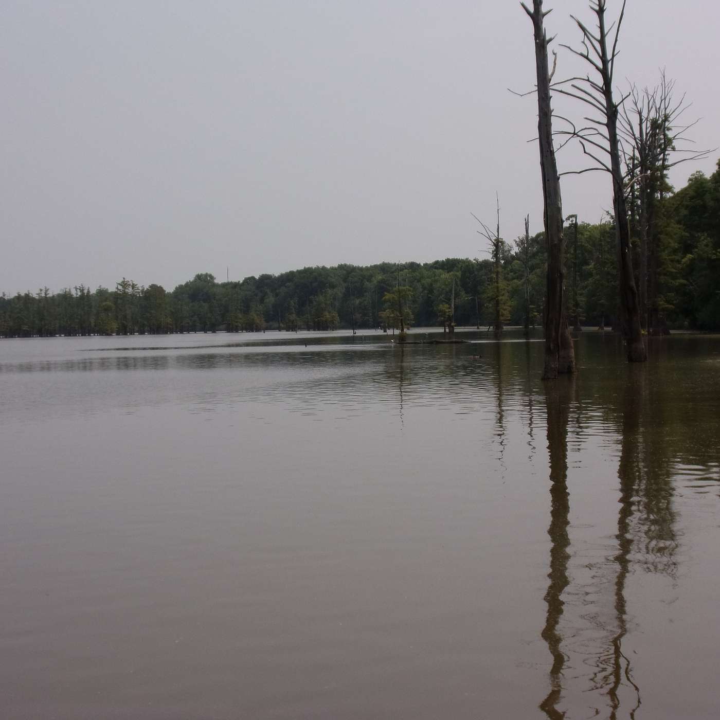 Hovey Lake State Fish & Wildlife Area - Mount Vernon
