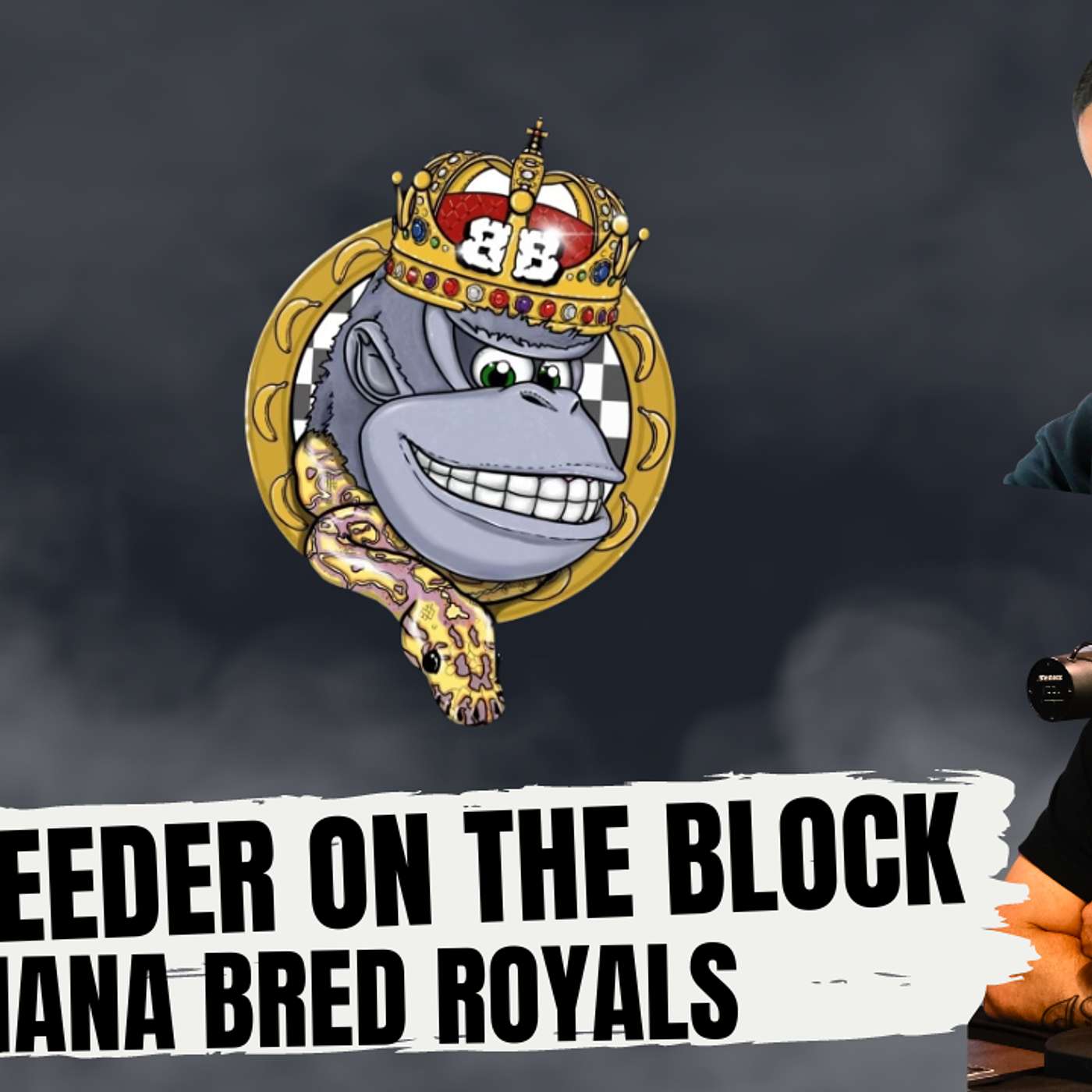 WAITING FOR YOUR TIME TO SHINE IN THE BALL PYTHON GAME | NEW BREEDER ON THE BLOCK LIVE