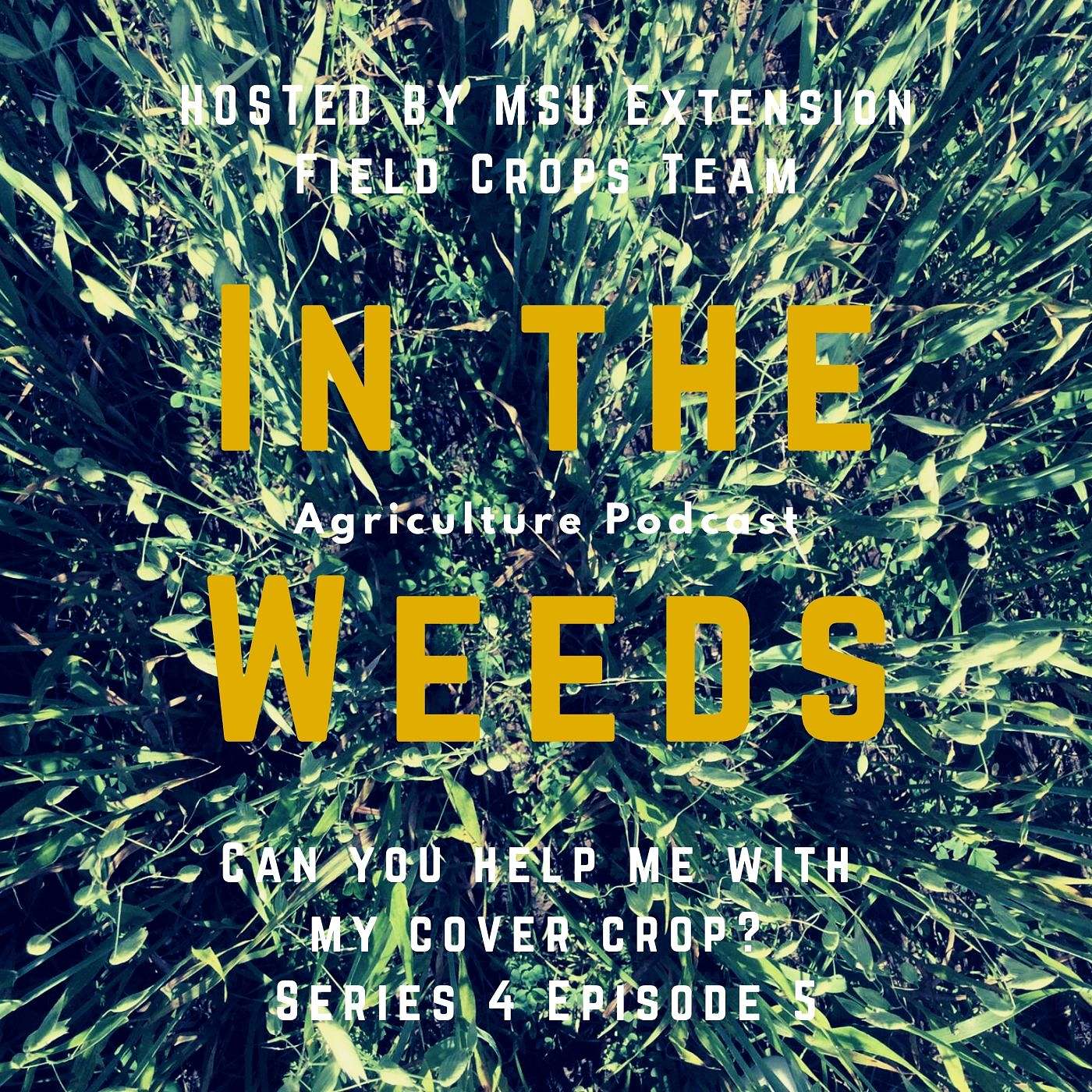 In the Weeds: Can You Help Me with My Cover Crop? episode artwork