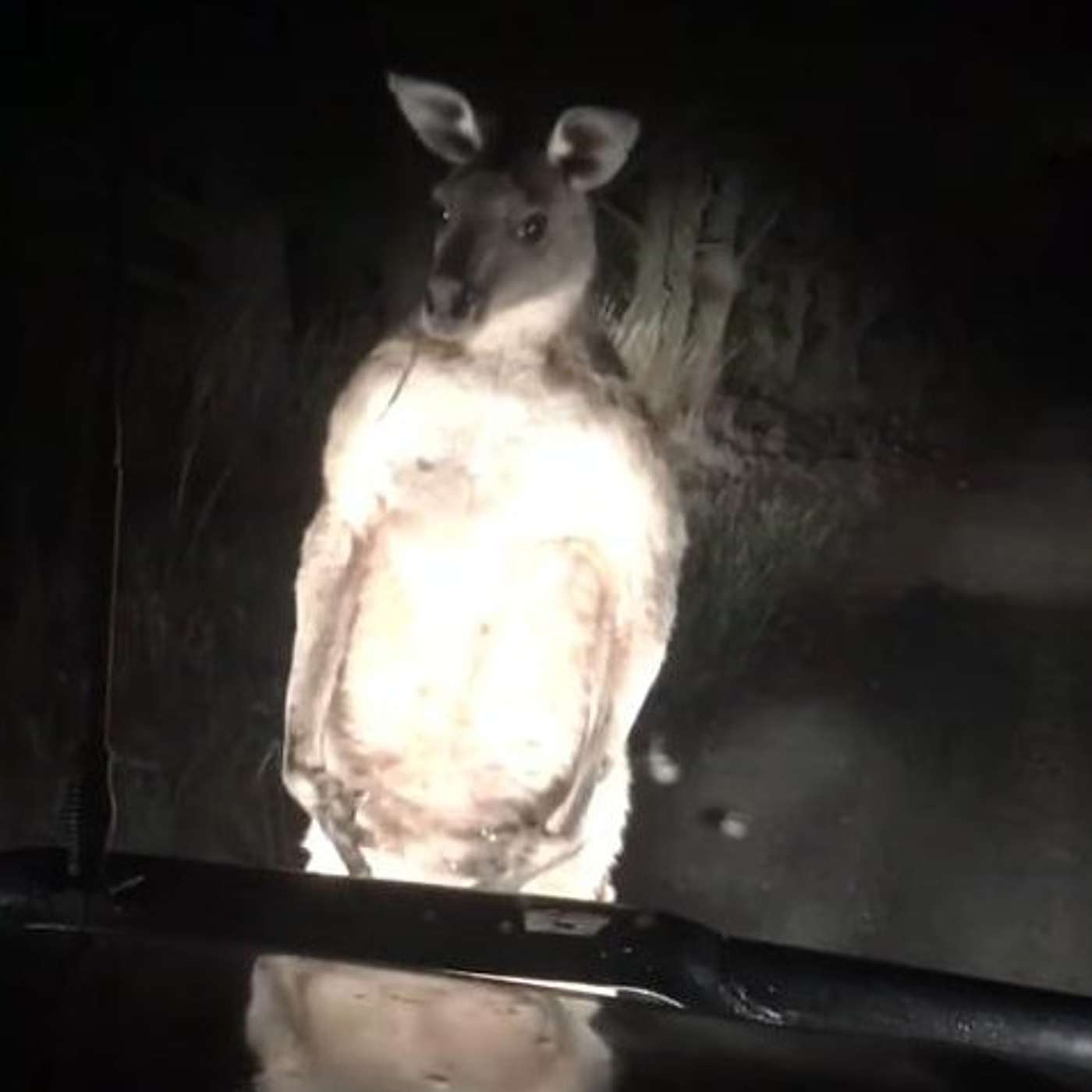 18. Skippy Goes Global