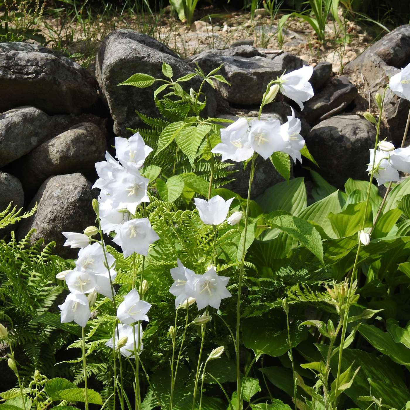 WHITE HAREBELLS