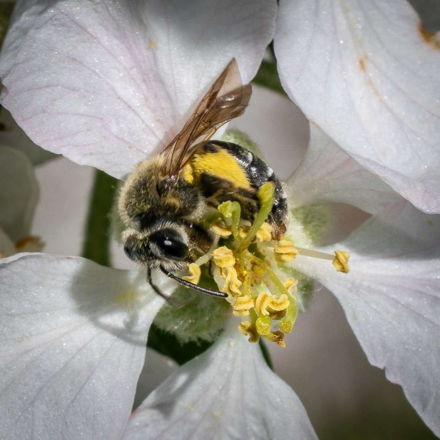 Episode 99: How To Prepare For Serious Allergic Reaction Emergencies