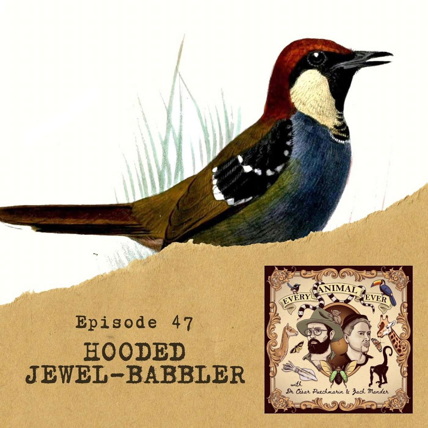 47 - Hooded Jewel-babbler