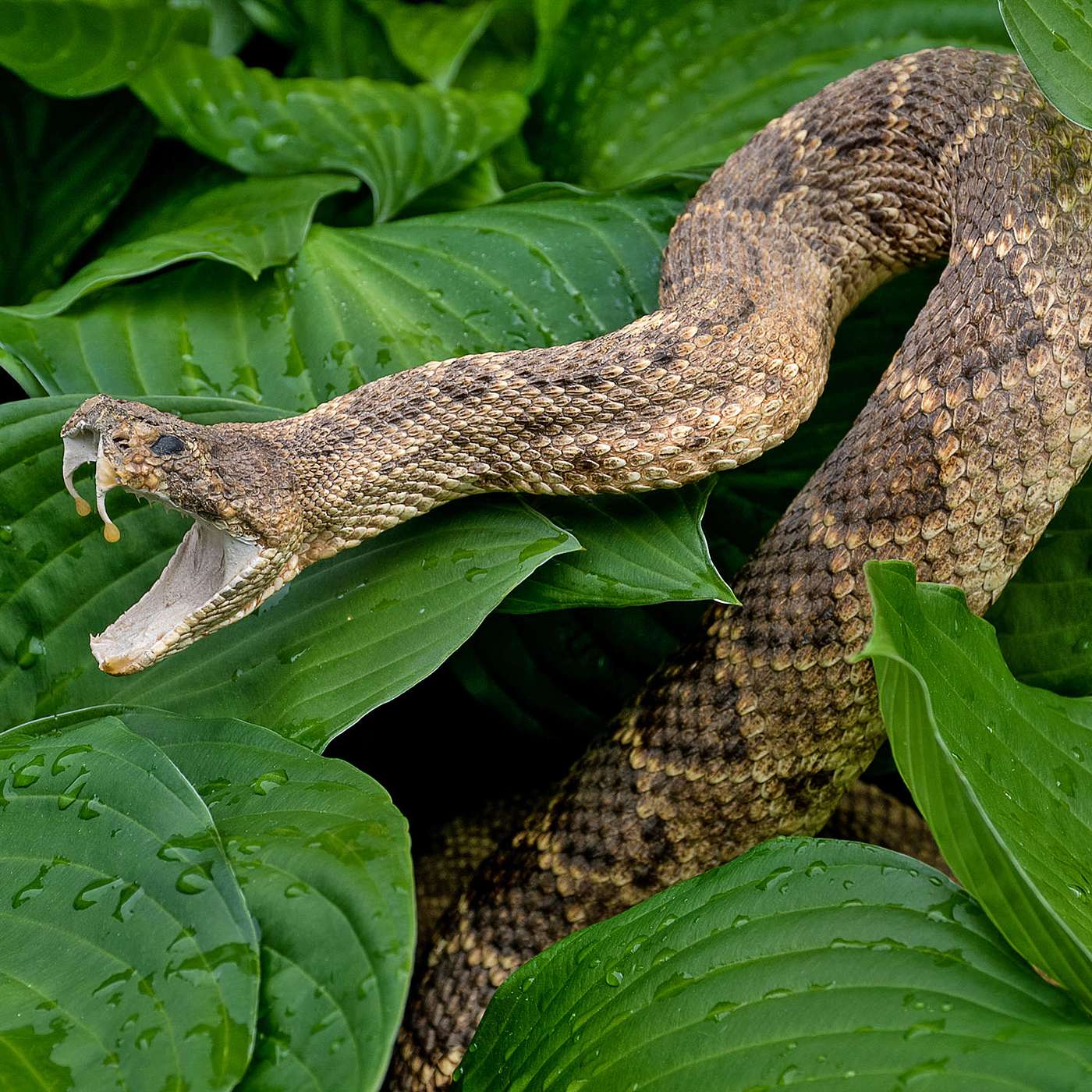 El veneno de la serpiente (7/8)