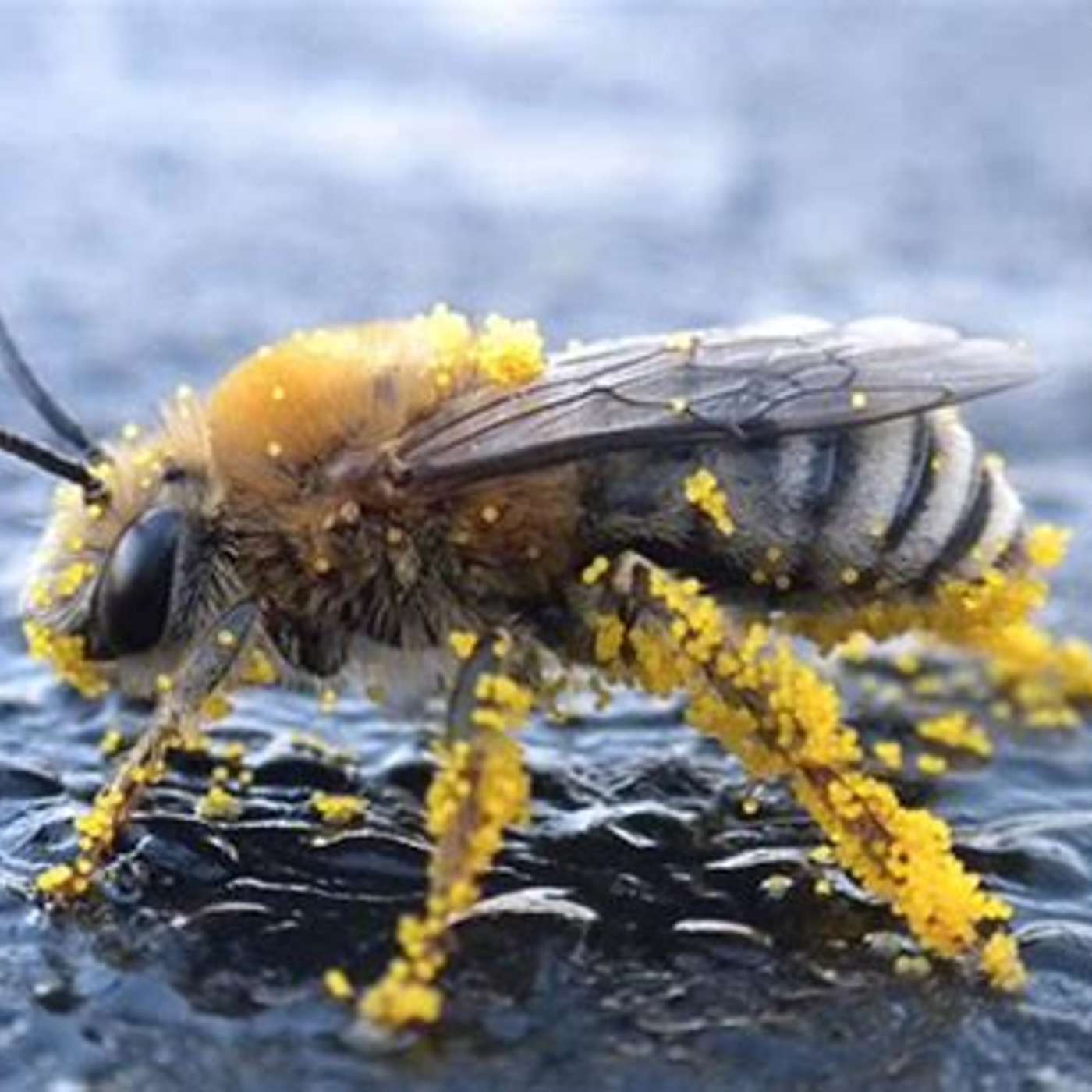 Protecting Pollinators episode artwork