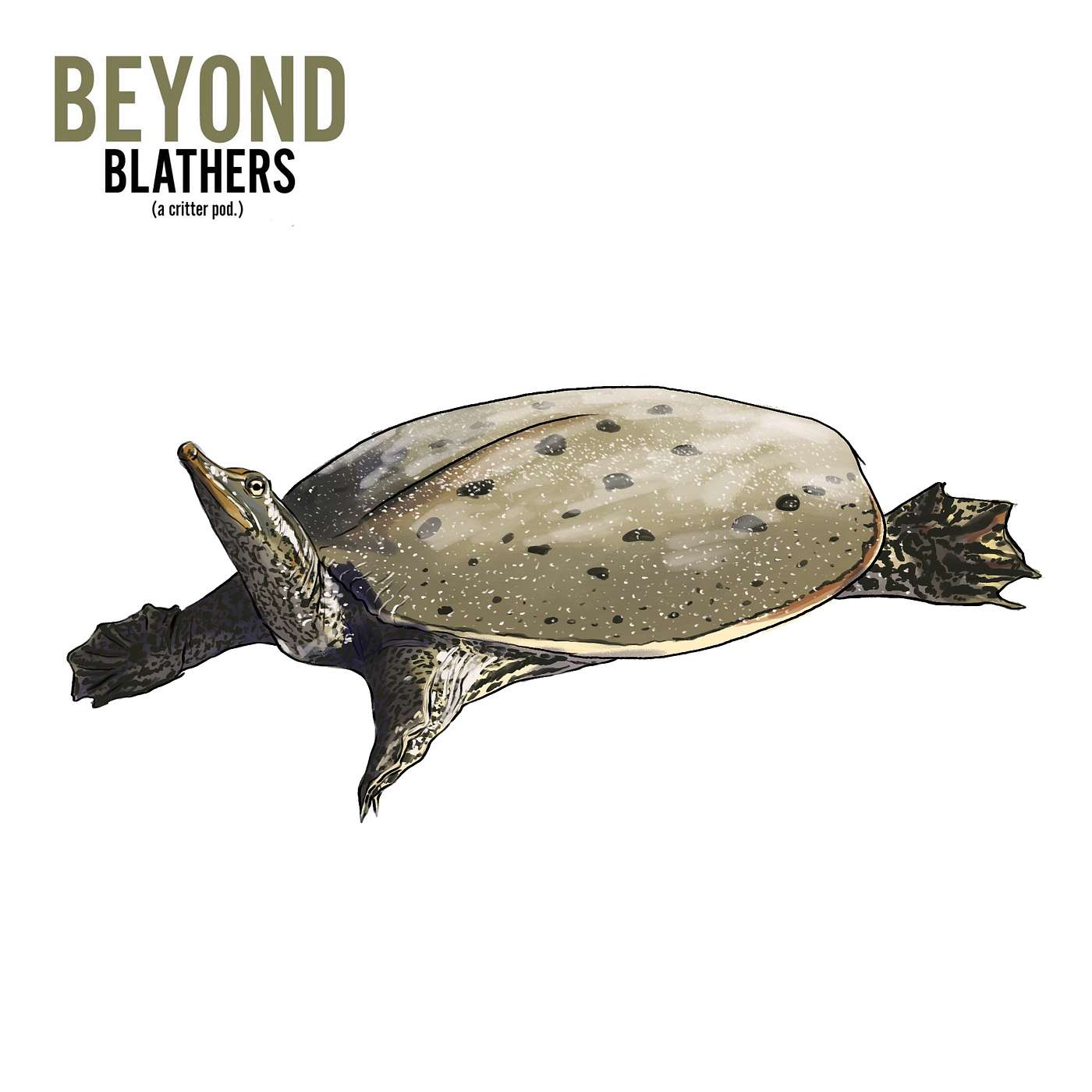 Soft-shelled Turtle