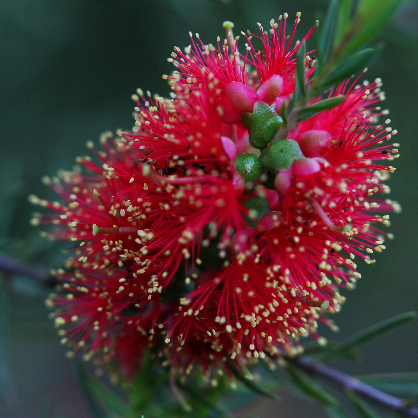 New chemistry derived from the Aussie bottlebrush; BASF new actives and Tecfarm mills