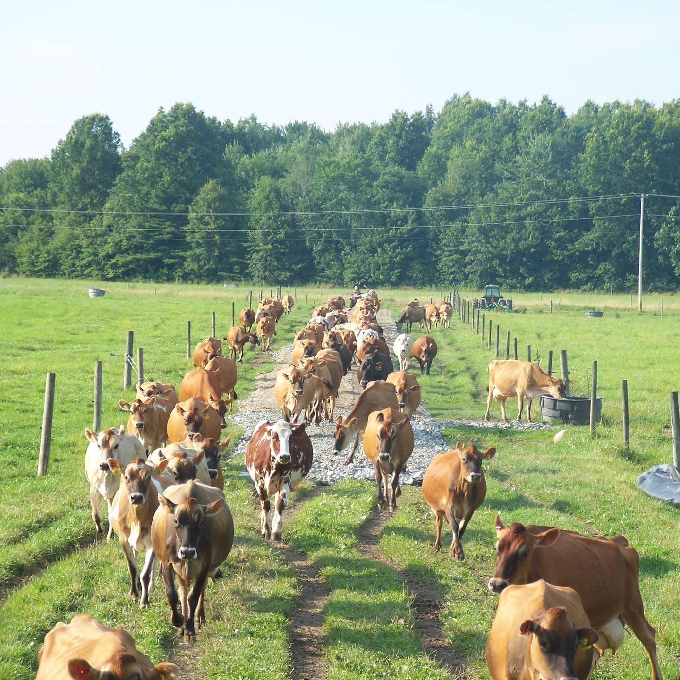 Episode 6.4: Hybrid Grazing Management on a Conventional Dairy Farm (Ft. John Vanderstappen) episode artwork