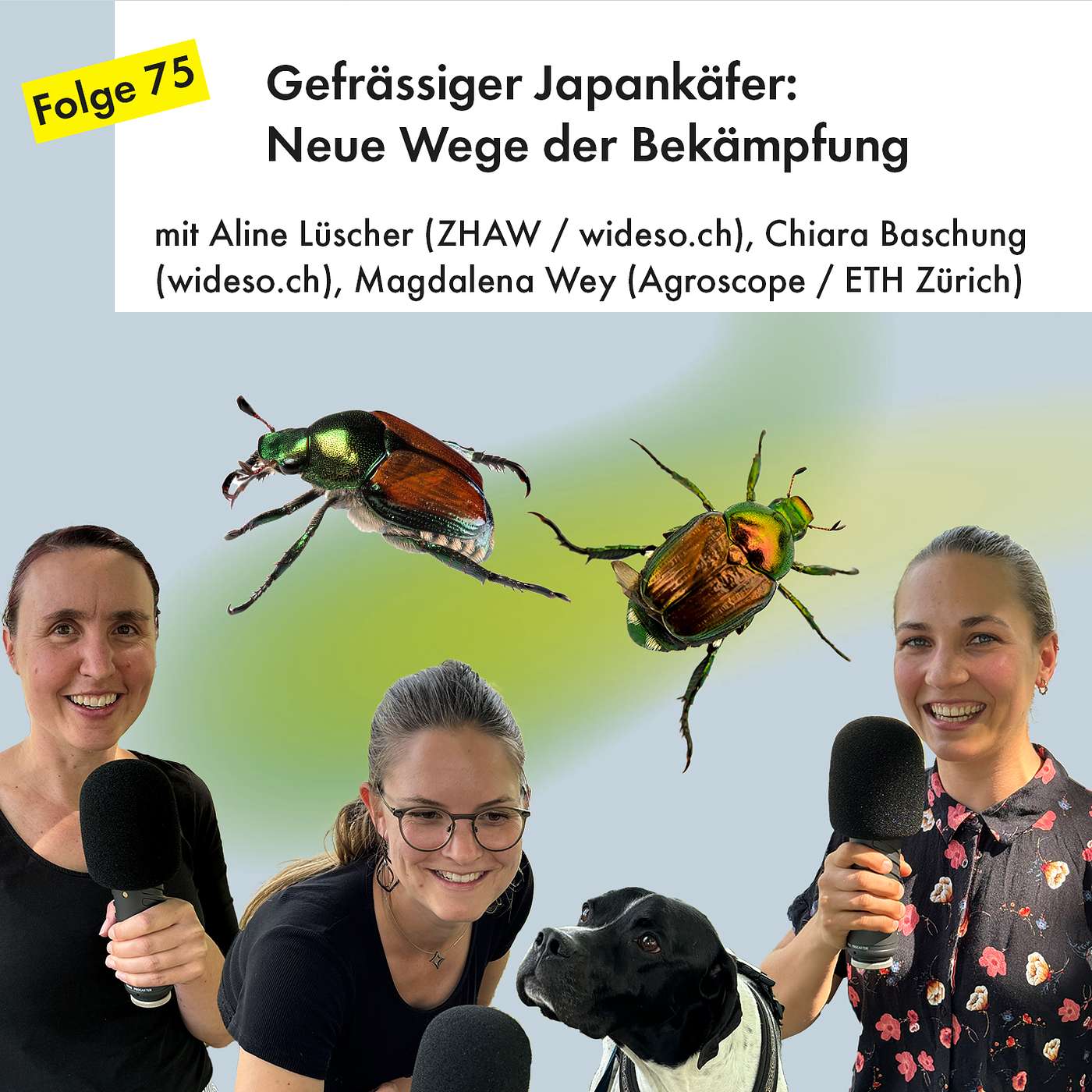 Gefrässiger Japankäfer:  Neue Wege der Bekämpfung