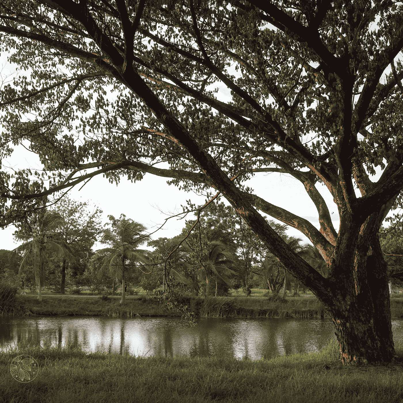 REPLAY: Like a Tree Planted By Living Waters