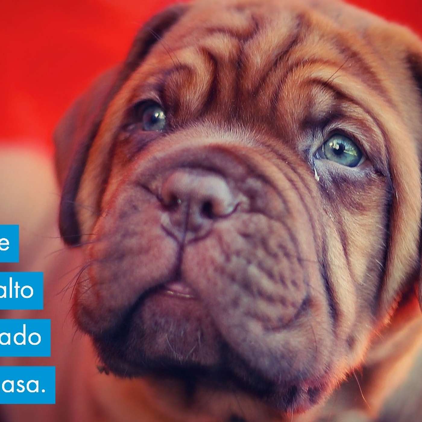 Cachorro que chora muito alto quando deixado sozinho em casa.