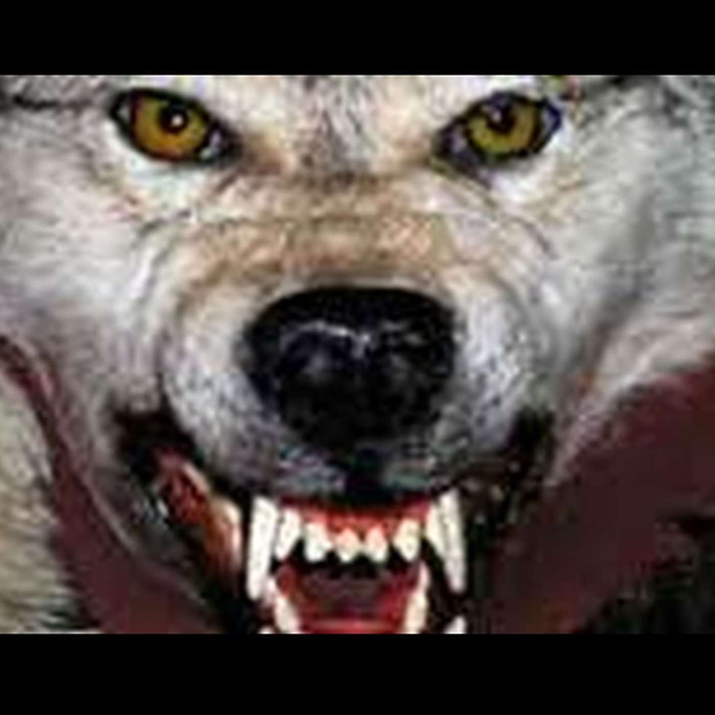 Paul’s Prophetic Vision of Heretical Wolves Flooding the Church World During the Whole New Testament Era episode artwork