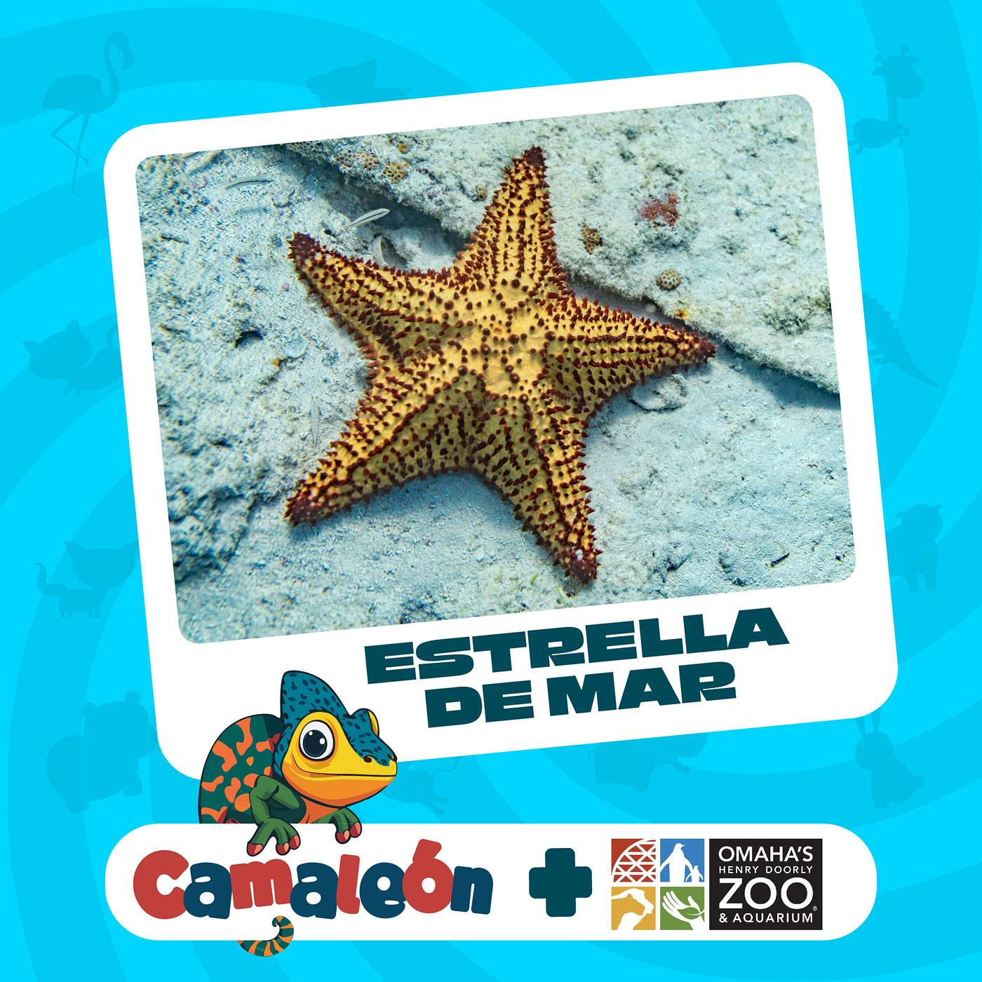 Estrellas de Mar: Misterios de la Regeneración Marina episode artwork