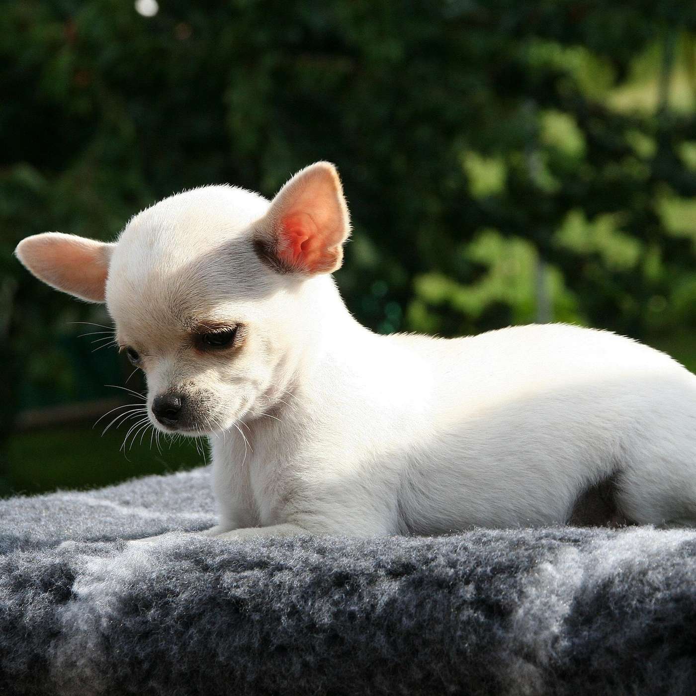 Do Pets Grieve? How to Help Dogs and Cats After a Loss