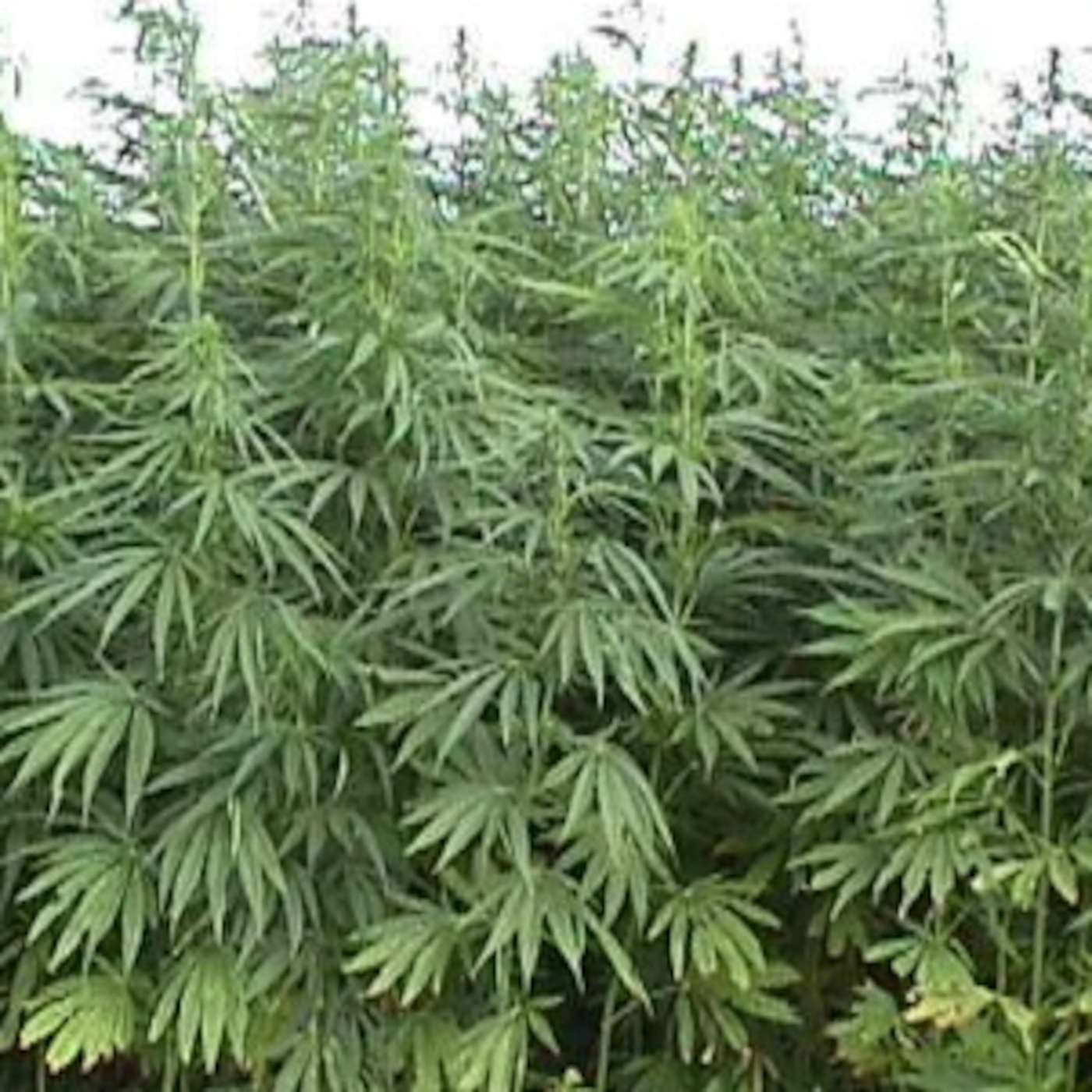 Hempisode #1 WTF?! Pot is illegal but what about HEMP? episode artwork