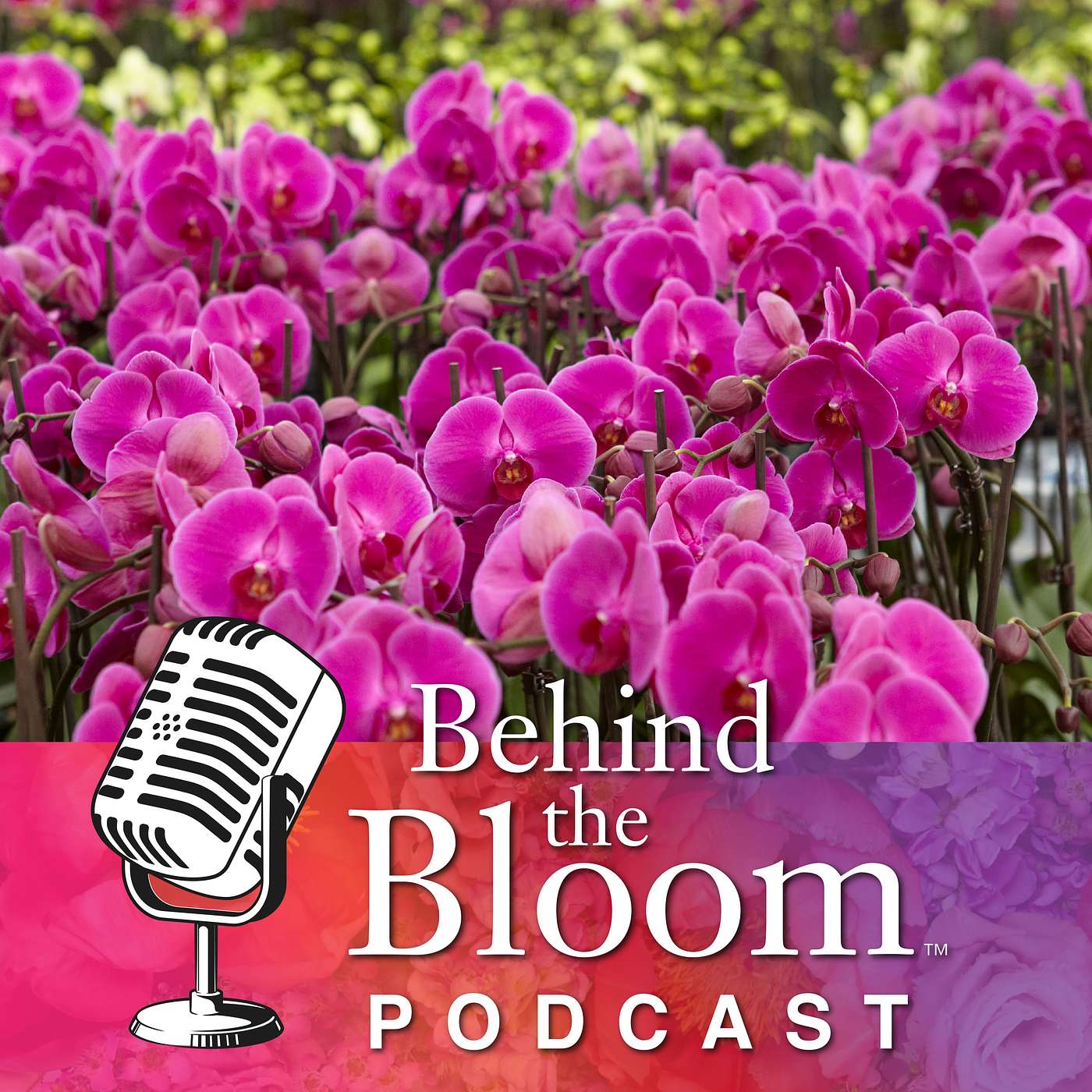 Episode 21 - Companion to Life in Bloom #113 - De-Mystifying Orchids