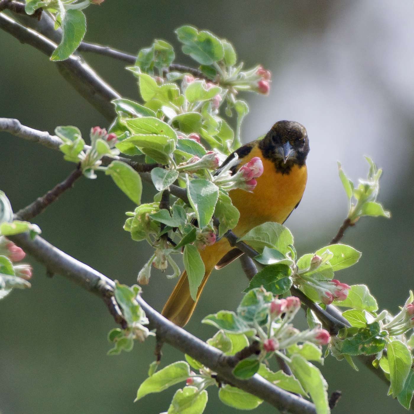 All about birding with Hugh and Julia All about birding with Hugh and Julia
