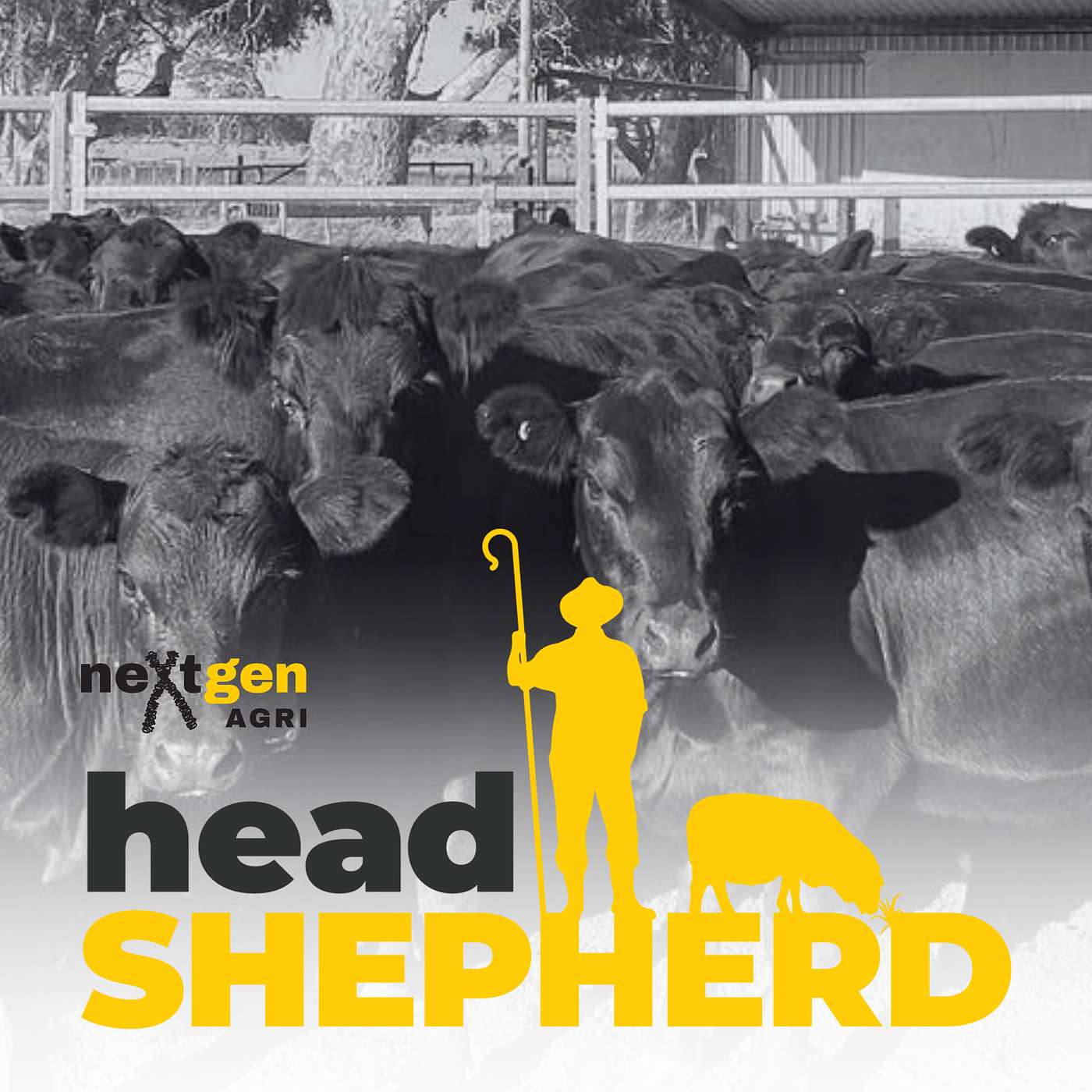 Using Genomics to Improve Heifer Selection in Commercial Beef Herds Using Genomics to Improve Heifer Selection in Commercial Beef Herds