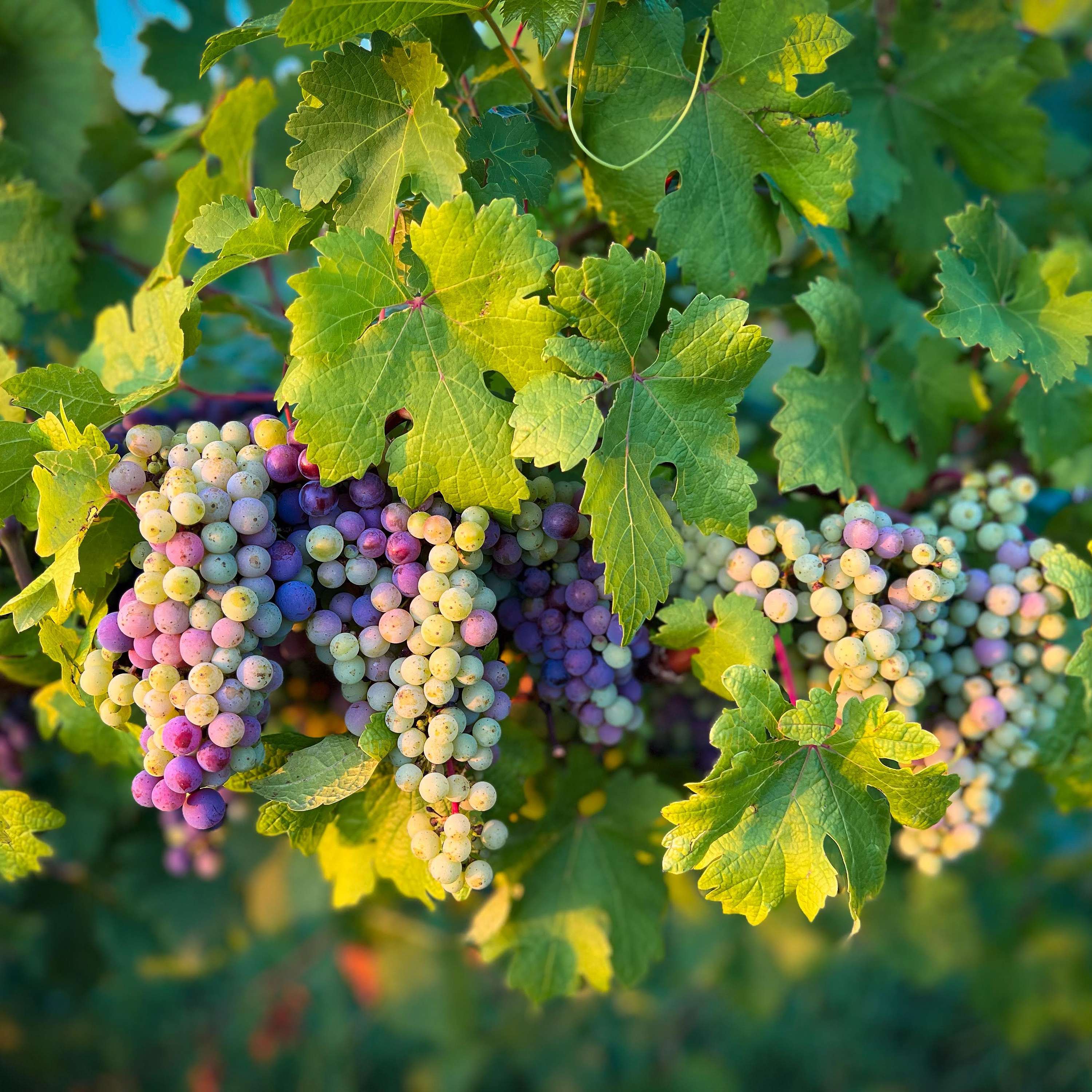 Certified Specialist of Wine - The Text
