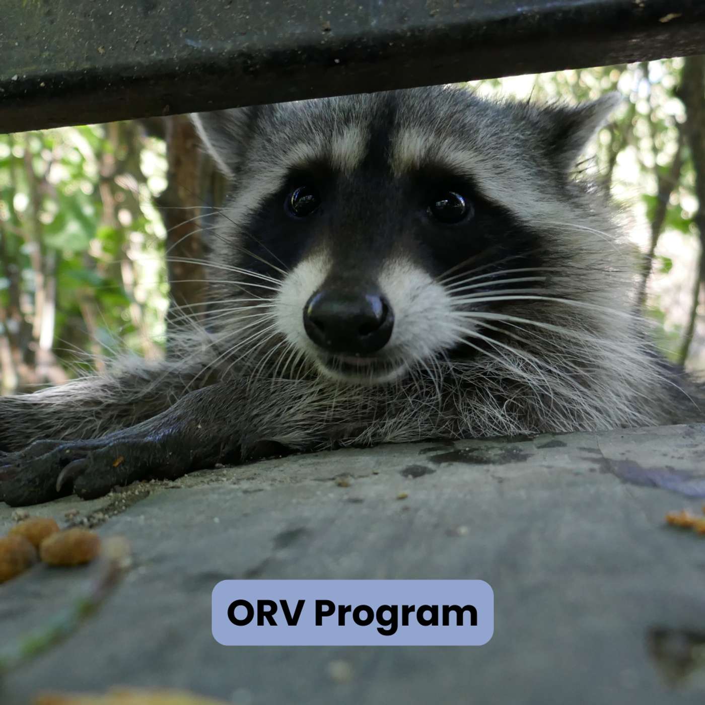 New Oral Rabies Vaccination Program for Harford County