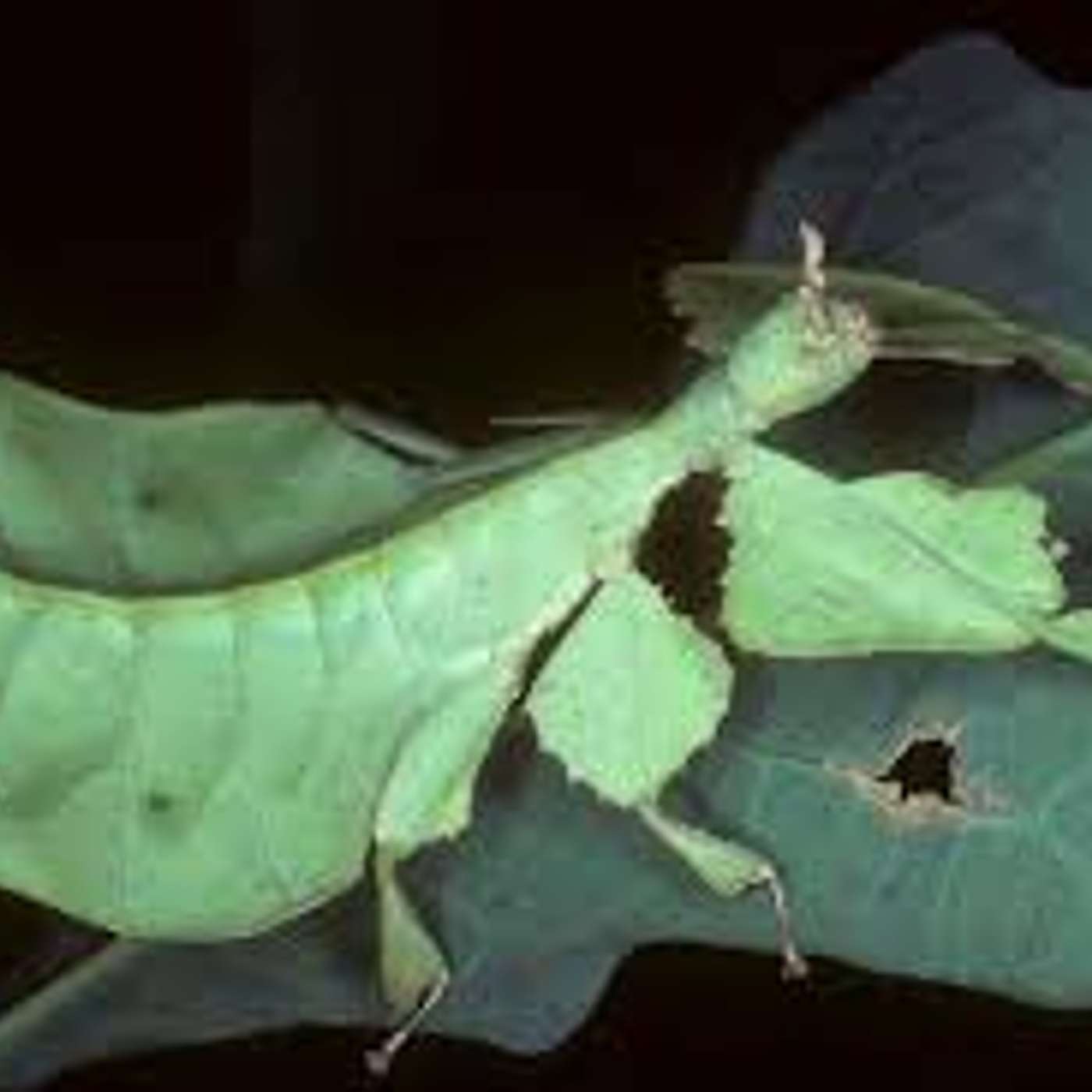 Mascherati... vivono di più! Il mimetismo Per chi deve essere... sempre carnevale! di Lucia Orlandi e Mara Generali Mascherati... vivono di più! Il mimetismo Per chi deve essere... sempre carnevale! di Lucia Orlandi e Mara Generali