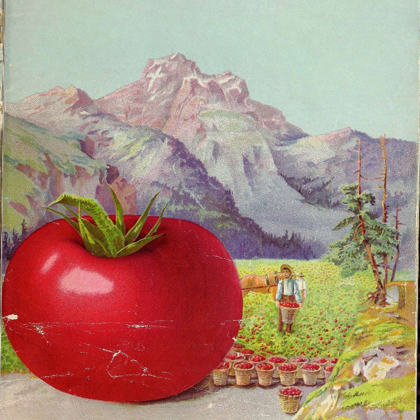 Why Europe Was Terrified of the Tomato for 200 Years episode artwork