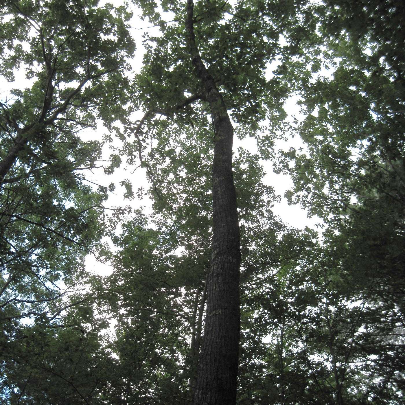 TALL TREES episode artwork