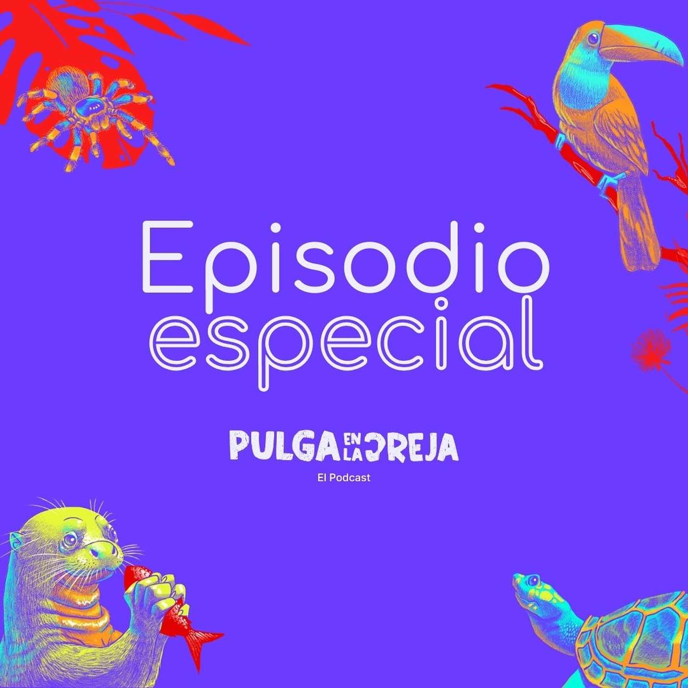 Ep 21 - La Cigüeñuela de Cuello Negro Ep 21 - La Cigüeñuela de Cuello Negro
